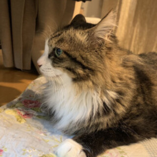 長毛美形ツンデレお姫さまむーちゃん♀5歳