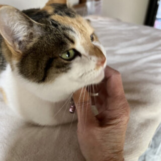 ナレナレ可愛い三毛猫ミーちゃん♀5歳