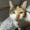 ナレナレ可愛い三毛猫ミーちゃん♀5歳 サムネイル3