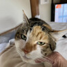 ナレナレ可愛い三毛猫ミーちゃん♀5歳 サムネイル5