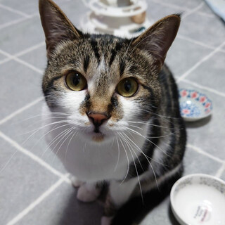 【2/18譲渡会】トロンくん