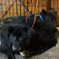 「その曇り無き眼で〜(,,>᎑<,,)」サムネイル2