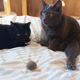 大型モフ甘えん坊兄弟です♪