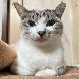 【2/18譲渡会】シロちゃん