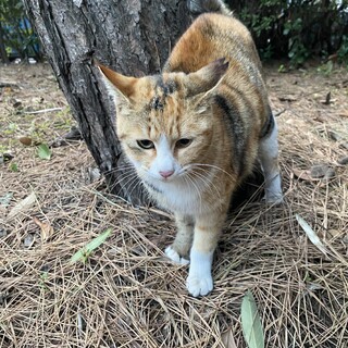 昨年6月生まれのメス。遊び好きな子です。