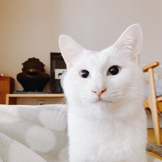 【2/18譲渡会】ハンデはスペシャルな印♬サックス