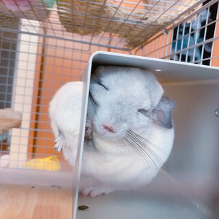 【里親募集中！】元気なチンチラの男の子！(3才)