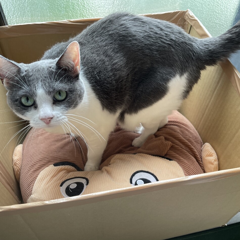 里親募集のカバー写真
