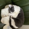 の写真