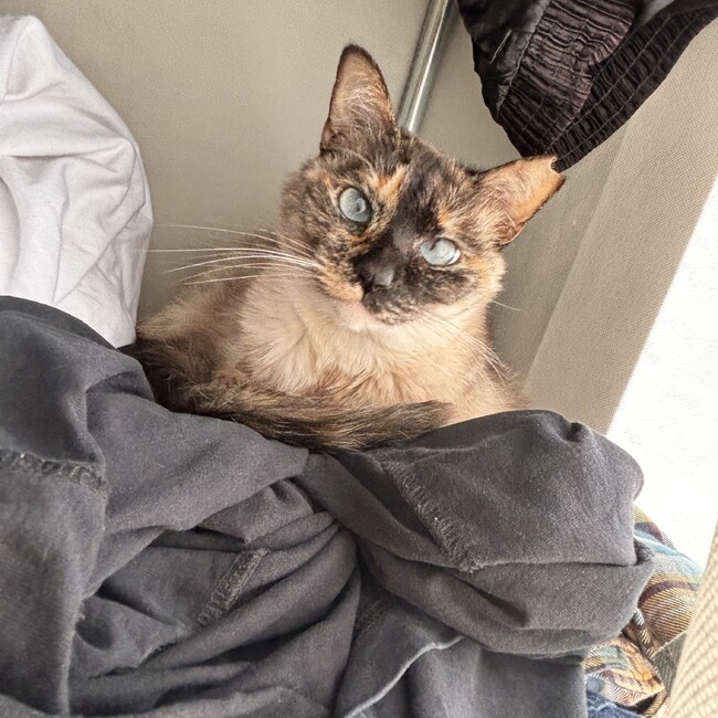 しぃたけちゃんのカバー写真