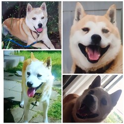 「今年も( ´ー`)銀太の誕生日♥️」サムネイル3