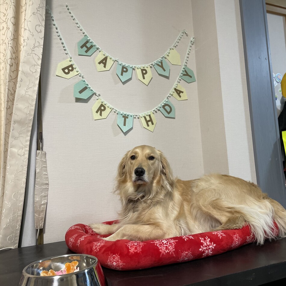 LINOのカバー写真