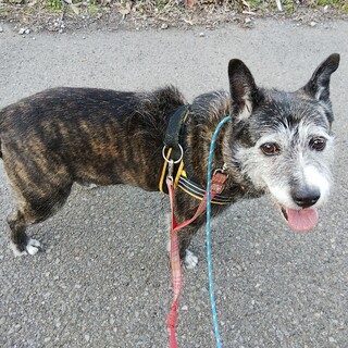 優しい笑顔で甘ったれ、人間だい好きな男の子です