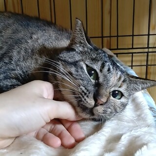 大人猫の魅力を知る方ぜひ☆サビ柄つくしちゃん♀