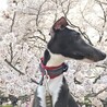 の写真