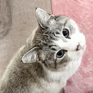 甘ったれシャムMIXのカリンちゃん