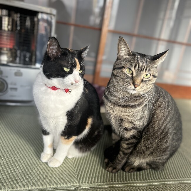 なっぴさんのカバー写真