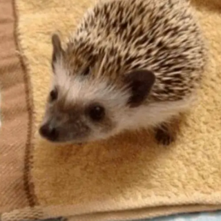 ハリネズミの里親募集！！