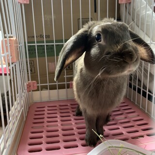 保護っこロップちゃん