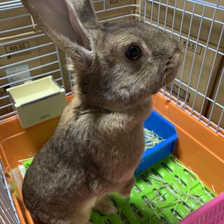 保護っこうさぎちゃん