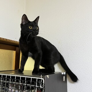 近所の方からの依頼で保護した黒猫くん