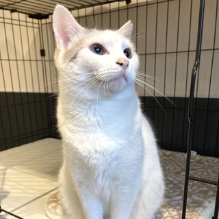 【バニラ】シャムMixの女の子