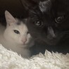 【再募集】　７ヶ月　男の子　黒猫 サムネイル4