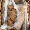 いつもなかよし