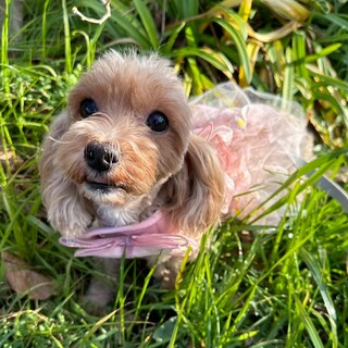 優しい女の子トイプー＆ダックスのミックス４歳くらい