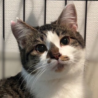 2/18赤羽譲渡会♡コアラに似てるにゃん♬