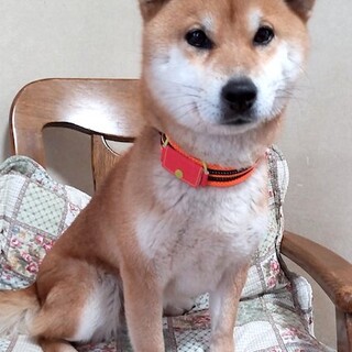 お散歩大好き、素直な柴の女の子花