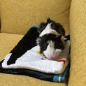 里親が決まりそうです