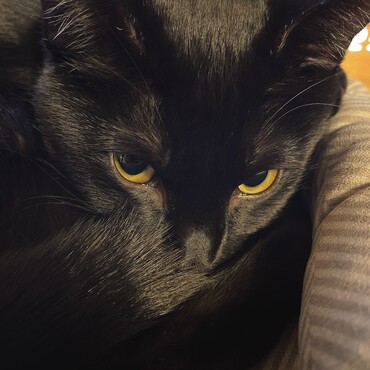 フクロウの中国語は「猫头鹰」ですが、今になってようやくその意味を理解したと思う…