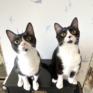 【2/18月島】初心者単身者歓迎★仲良し姉妹