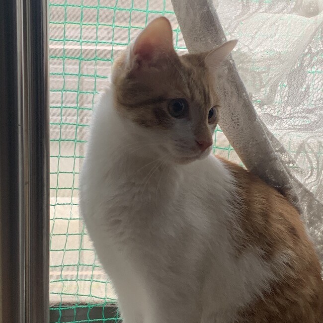 猫田猫のカバー写真