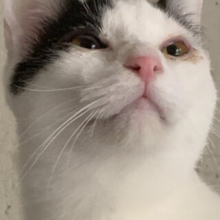 ナレナレ黒白３兄妹テヤンくん♂10カ月半