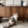 ダイリュートキャリコ(パステル三毛)