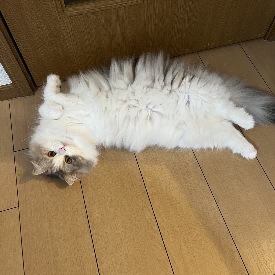 シャンのカバー写真
