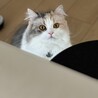 目はゴールド