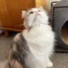 お腹は真っ白