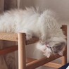 夜は人間と同じくらいの時間静かに寝ています 夜中起こされたことは1度もないです