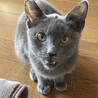 ロシアンブルーみたい！生後半年の美人ミノちゃん サムネイル4
