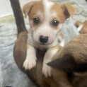 素敵なご縁がありました綺麗なお顔の子犬ちゃん