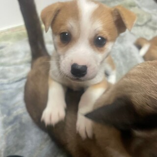 素敵なご縁がありました綺麗なお顔の子犬ちゃん