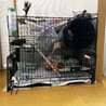 ファンシーラット2匹の里親募集！ サムネイル6
