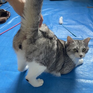 図体はデカいけどビビで甘えん坊さん！笑