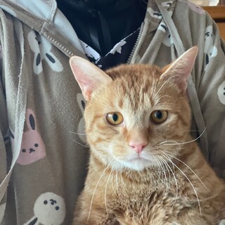 でっかい茶トラ 茶太郎