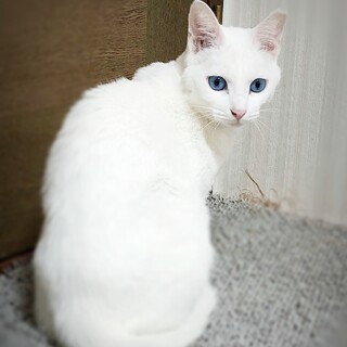 甘え方が まだ分かっていない 甘えん坊さん　ちょま