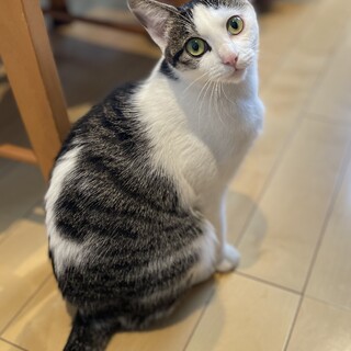 さくらちゃん、ママになって頑張りました