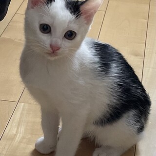 元気なカイ君、2.5か月